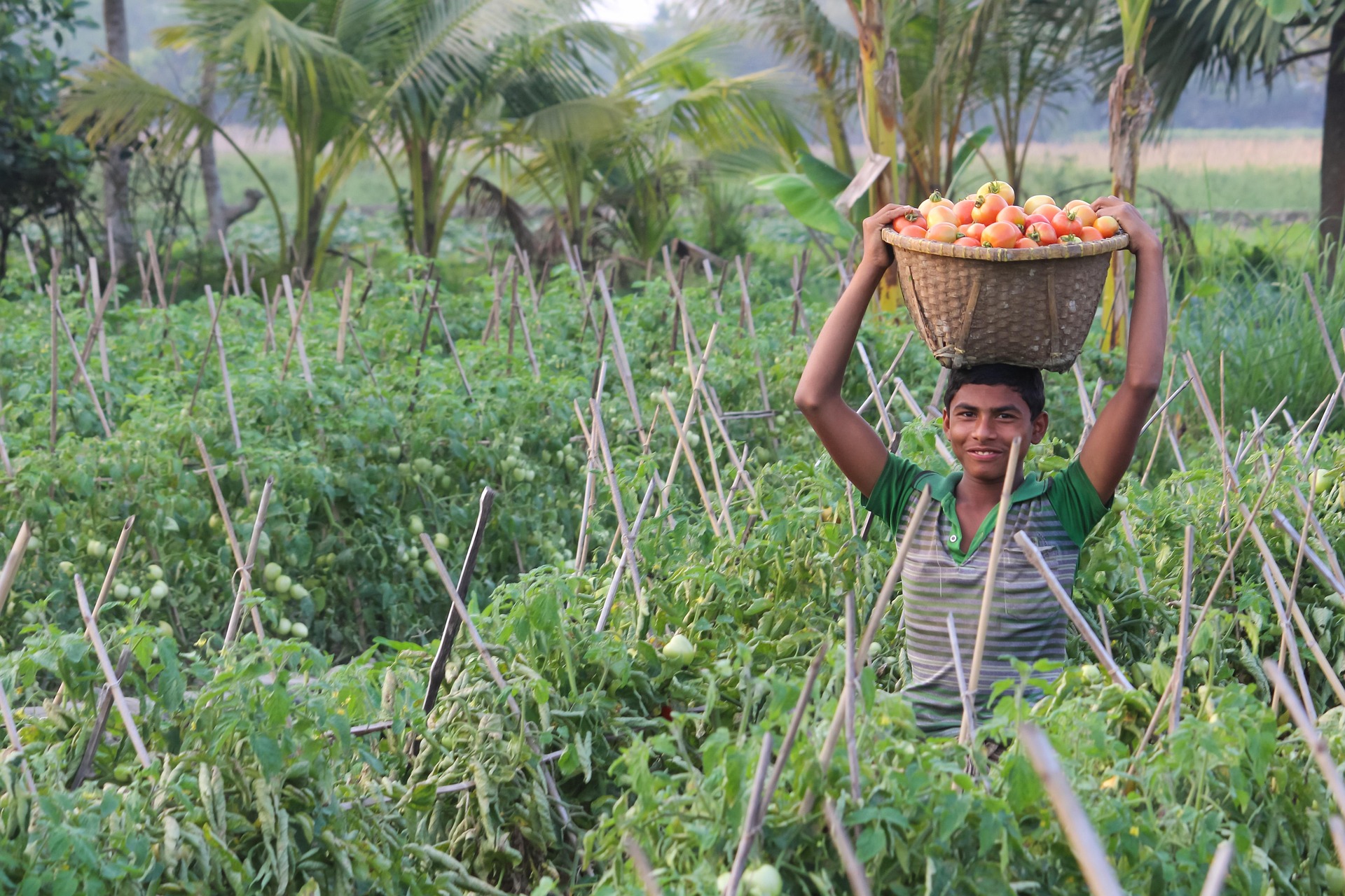 Forest Gardens and Nature Farming