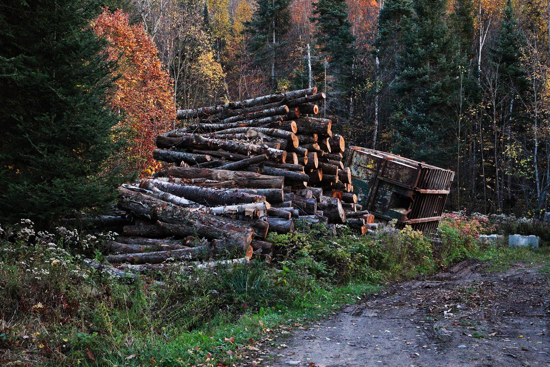 Food Forests and Large-Scale Reforestation