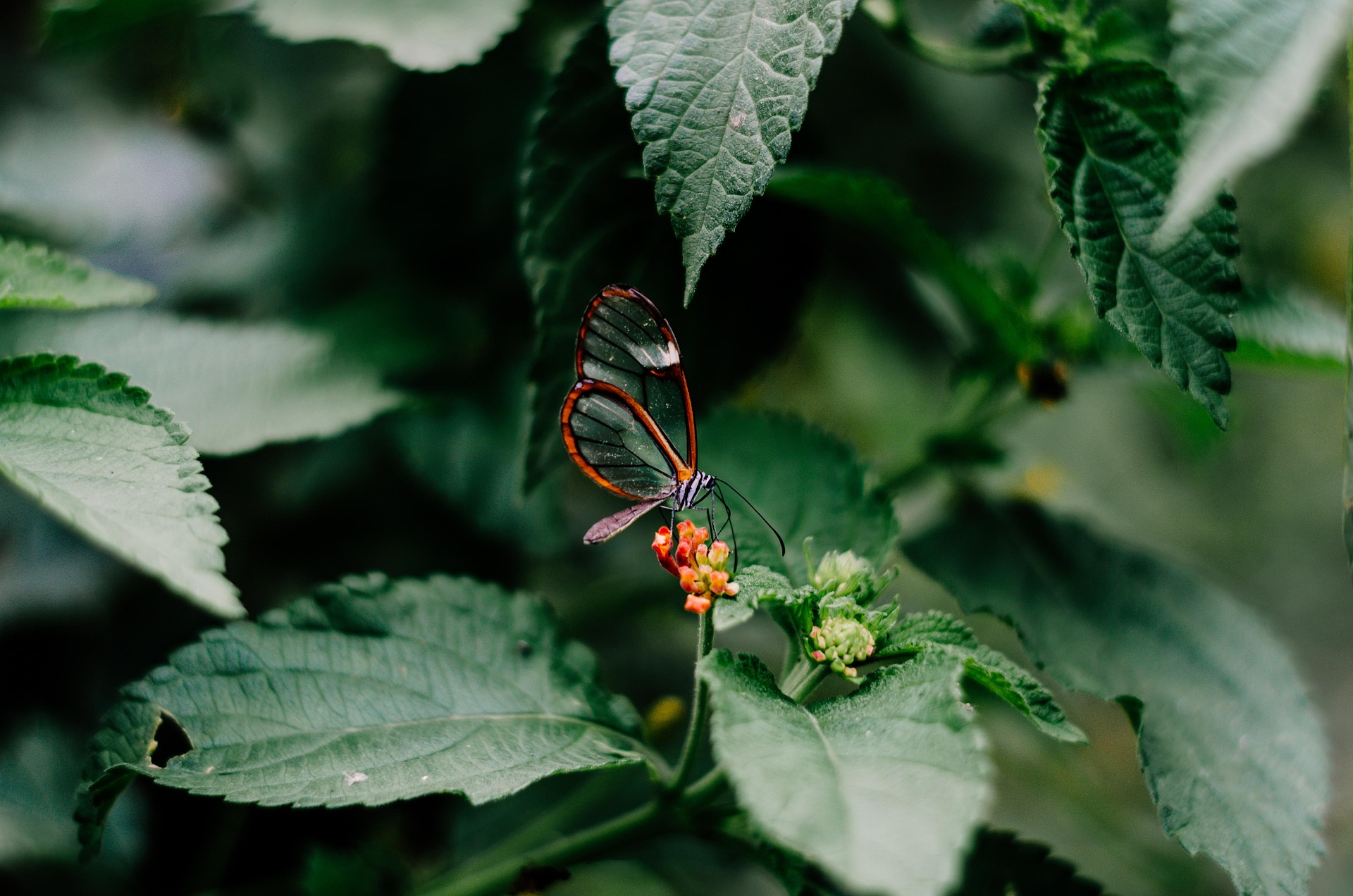 PBSAP-Philippine Biodiversity Strategy and Action Plan