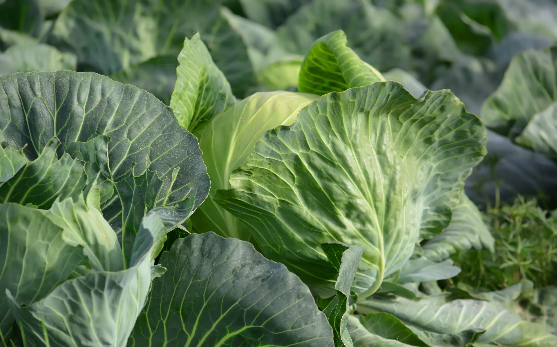 The Green Economy Transition in the DRC