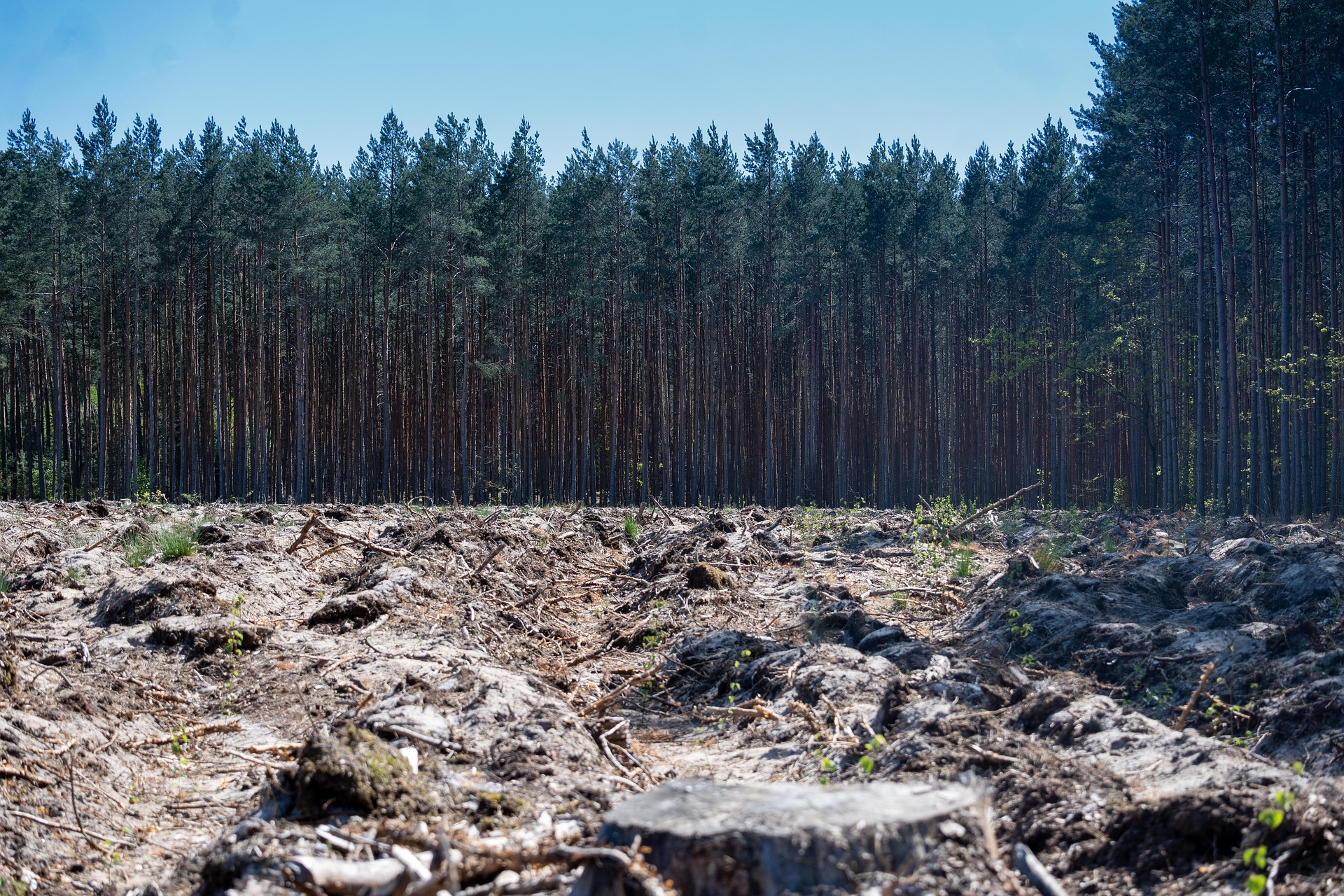 Ending Illegal Lumber Practices