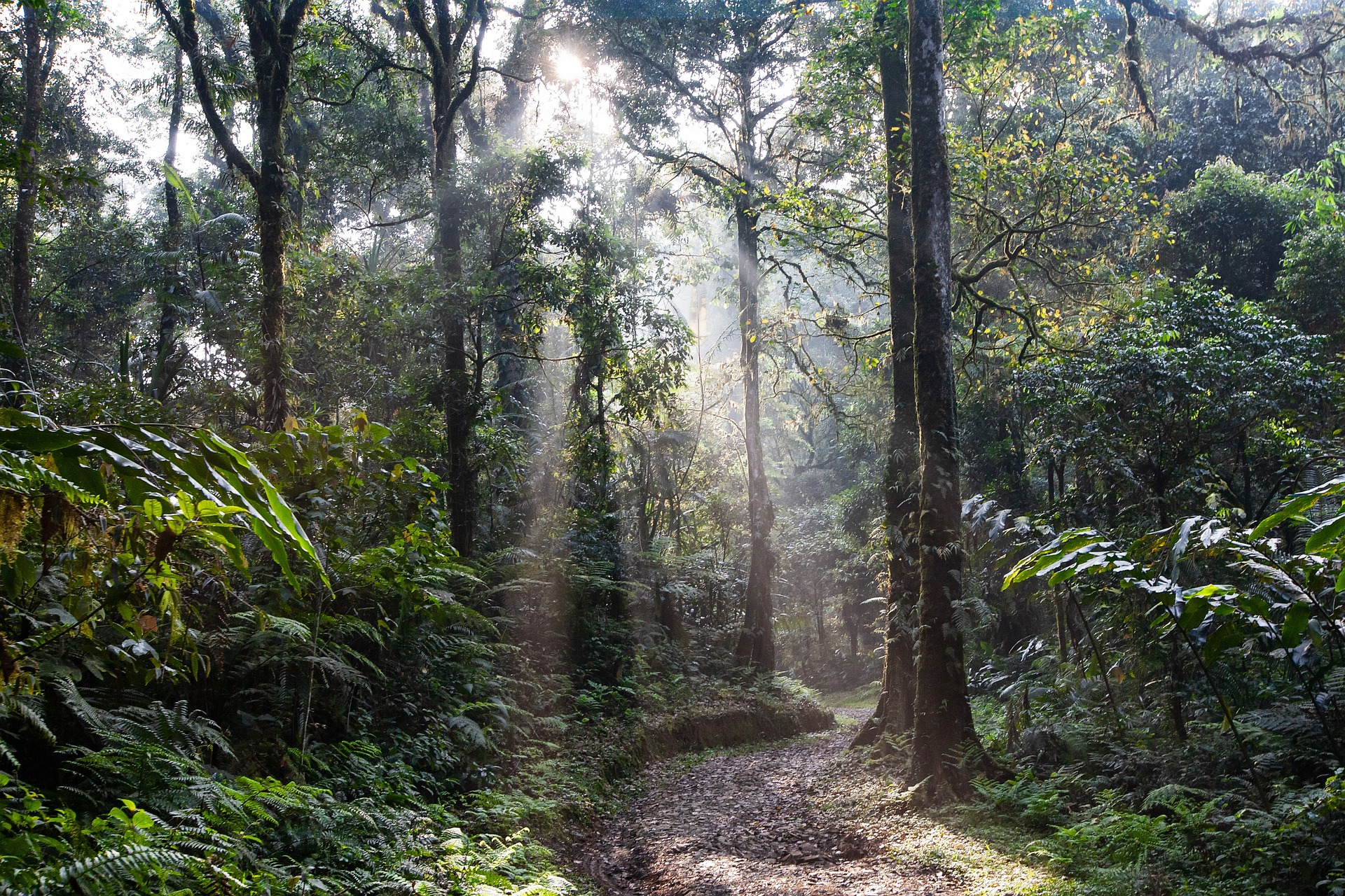 Sustainable Forest Management Programme
