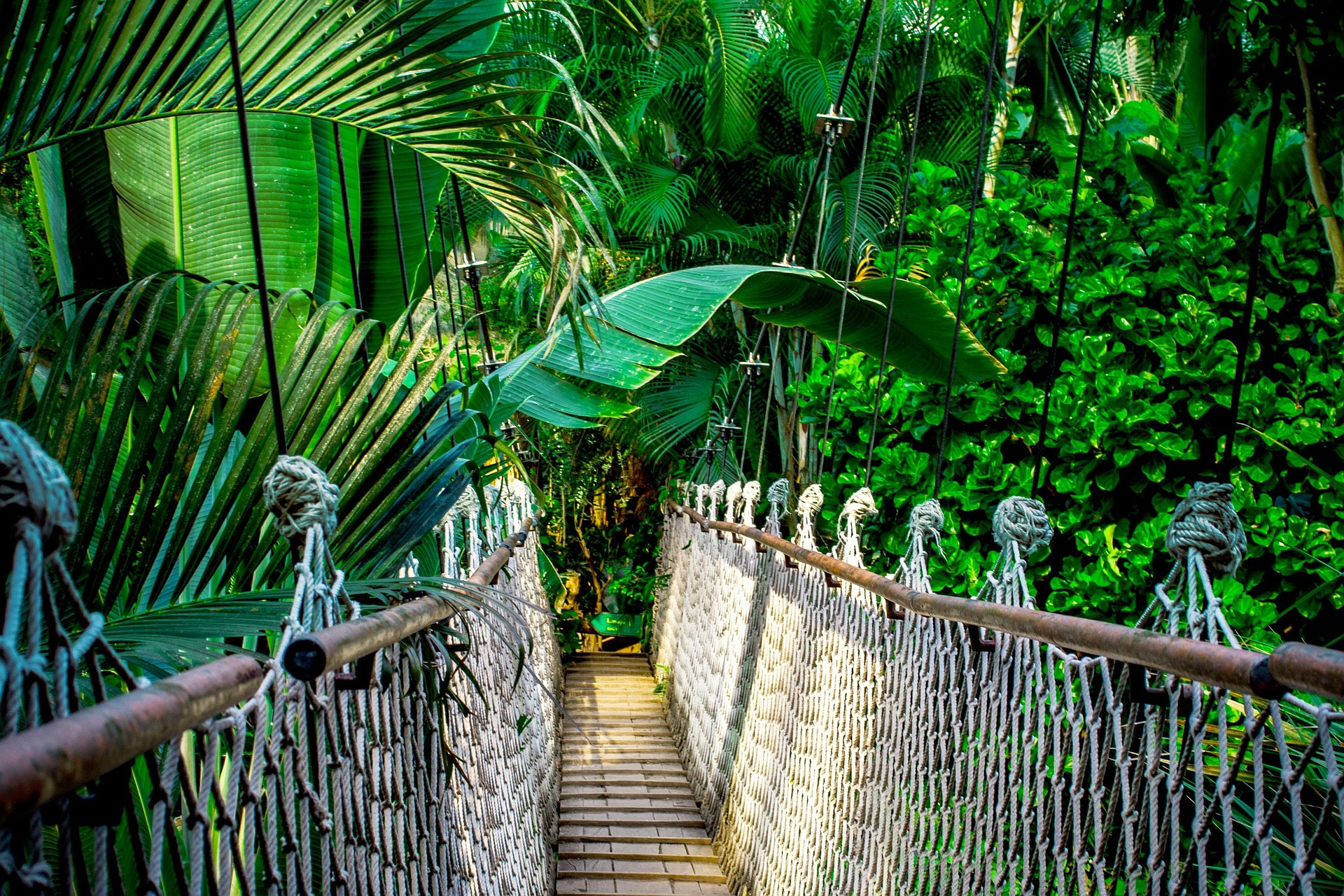 Rainforests and Global Reforestation