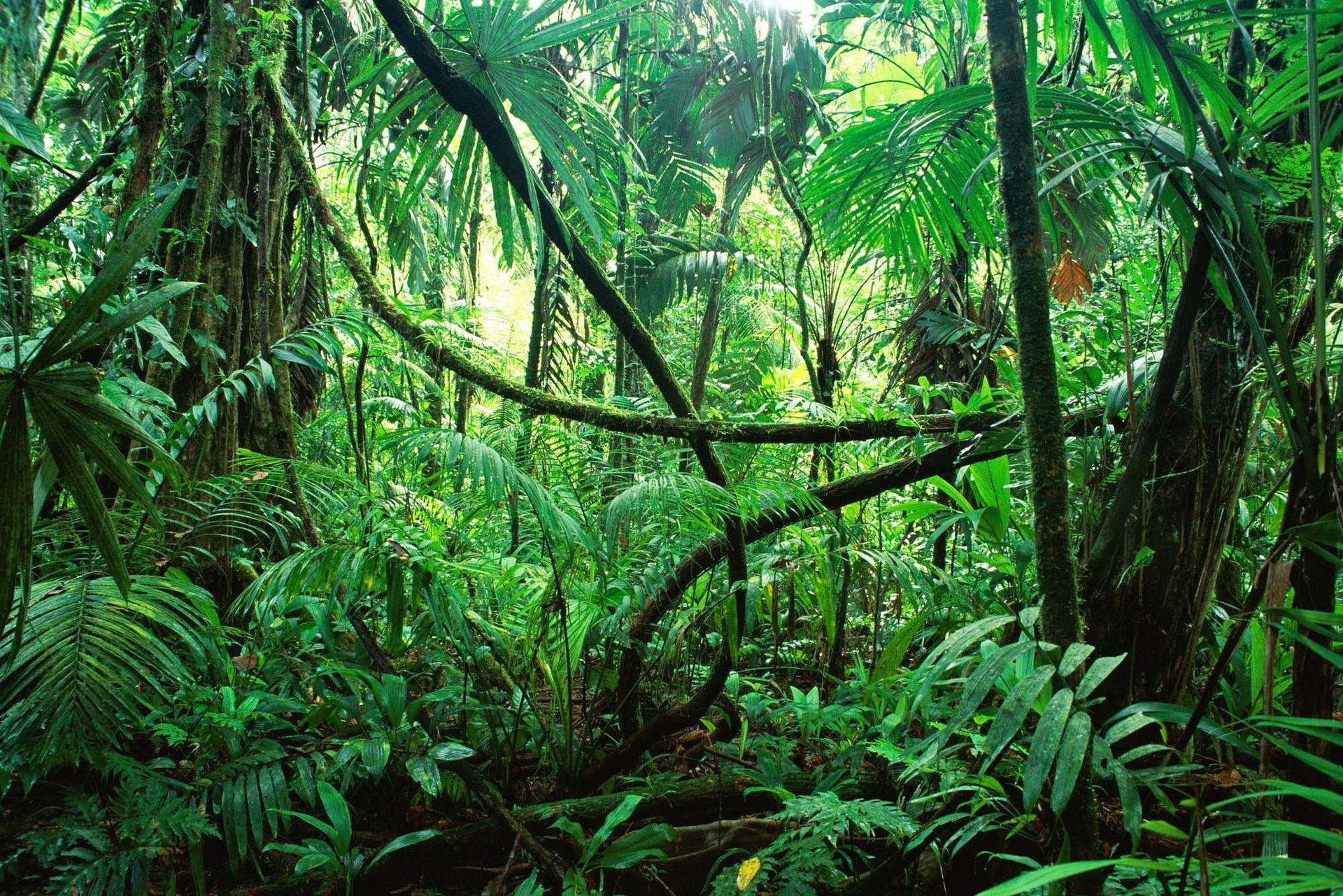 OPISAC Africa and the Great Green Wall